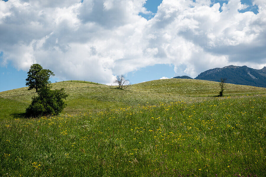Malerische Wiesen mit Blumen und Bäumen unter einem bewölkten Himmel im Salzburger Land.